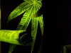 Reflex Cannabis Cap - 25